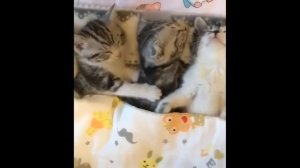 Приколы с котами! С ОЗВУЧКОЙ! Самые смешные животные! Я РЖАЛ ЦЕЛЫЙ ЧАС!