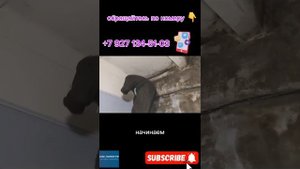Обработка помещения от плесени. СЭС-ПОМОР.РФ.