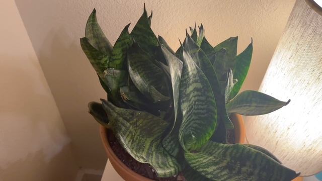 Apartment Plant Tour Fall 2021 | Houseplant Collection Tour of all my Indoor Plants смотреть онлайн