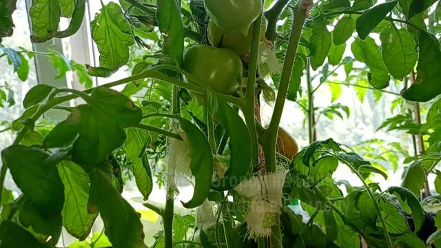 Жалею, Что Раньше Не Знала, Как Собрать Семена Клубники! Теперь Клубника в Квартире Круглый Год! смотреть онлайн