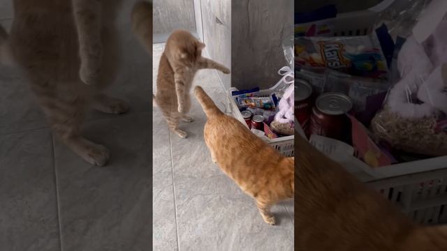 Впервые встретил другого кота 😱 смотреть онлайн