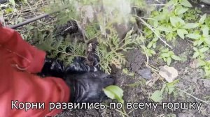 Черенкование туи. Результат и стоимость.