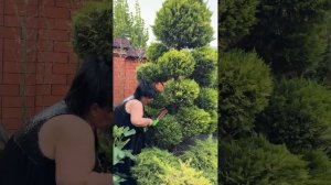БАРДАК В ДОМЕ АРУС КАВКАЗ НЕДОПУСТИМ! НАВОЖУ ПОРЯДКИ В ДОМЕ И В САДУ #слюбовью  #арусякавказ
