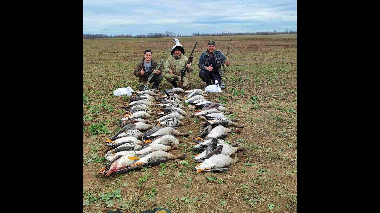 Гусь все еще в Беларуси! Охота на гуся 2024. Охота в Беларуси 31.03.2024 смотреть онлайн