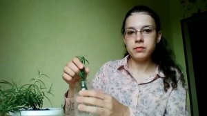 Как укоренить розмарин