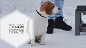 Догтренинг 719. Бигль и аусси - стая из Ярославской обл. Убегают и не слушаются.