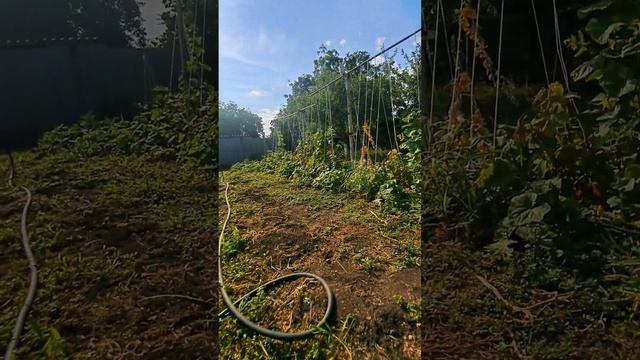 Переезд на Кубань/ Сады огороды#недвижимостьканевская #агенствонедвижимостиканевская #риелтер смотреть онлайн