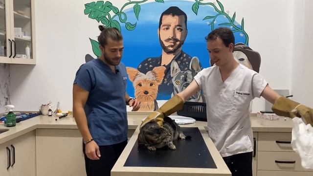 12 KG DEV KEDİYLE ZOR ANLAR! ( Tam Bir Kaplan Yavrusu! ) смотреть онлайн