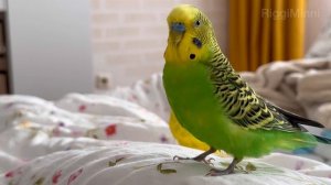 Доброе утро с волнистыми попугайчиками Антошкой и Перчиком 💚☺️