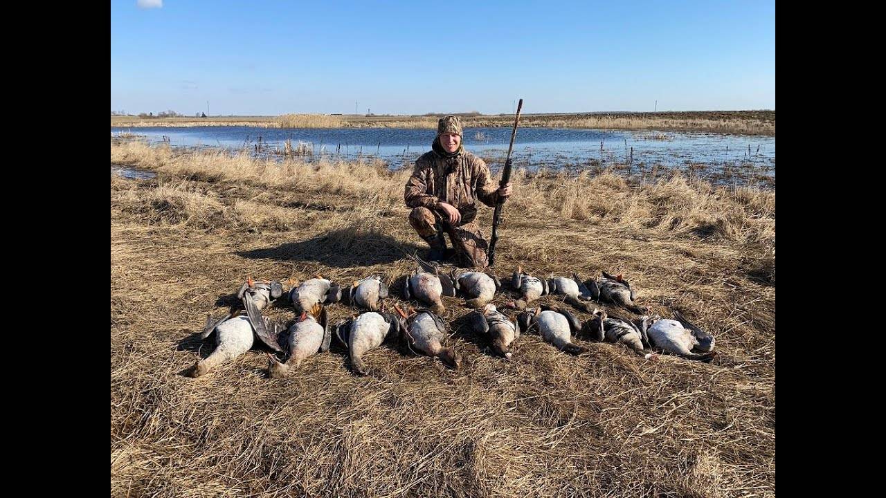 Охота на гуся 2021. Охота на гуся в Беларуси 5.04.21. Гусь 2021. Goose hunting. смотреть онлайн
