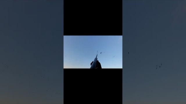 Шикарный налет гусей #охота #охотанагуся #hunt #hunter #рыбалка #fishing #gun #гусь #hunting #shots смотреть онлайн