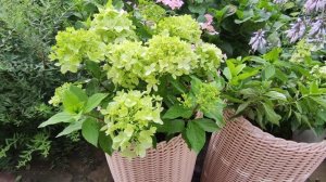 Гортензия XS лайт 🌿🌿🌿Обрезка,подкормка и объём грунта влияет на величину соцветий гортензии