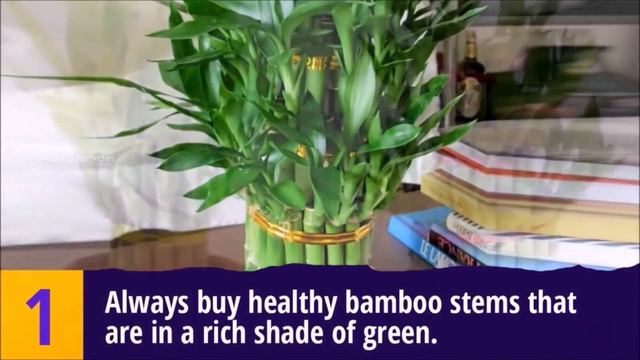 Is Lucky Bamboo really lucky? Lucky Bamboo for Good luck and Prosperity | Vastu Shastra смотреть онлайн