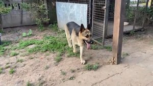 Собаки 🐶 овчарки 🐶 ВЕО 🐶 животные !!!