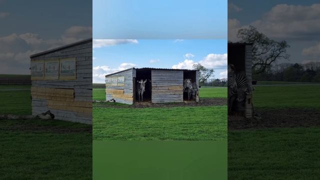 Woburn Safari Park with the kiddos смотреть онлайн