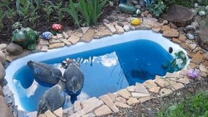 СТАРАЯ ВАННА. Как применить на даче. Интересные идеи. Old bathtub garden ideas
