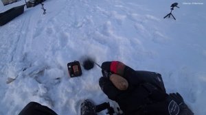 УДОЧКА В ДУГУ!!! ПОПАЛ НА ХАПОК И ЖОР СУДАКА на Оби, водохранилище. Зимняя ловля судака на блëсна