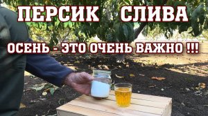 Персик-Слива / Осень-это очень ВАЖНО !!! / ответы на вопросы