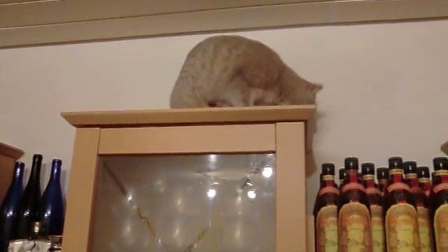 Лилечка поймала летучую мышь смотреть онлайн