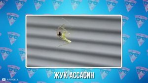 100 Самых Опасных Пауков в Мире