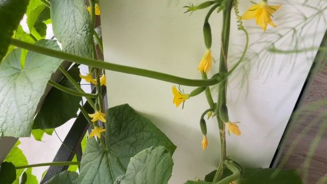 Огород в квартире,Огурцы попёрли, Garden in the apartment, a lot of cucumbers. смотреть онлайн