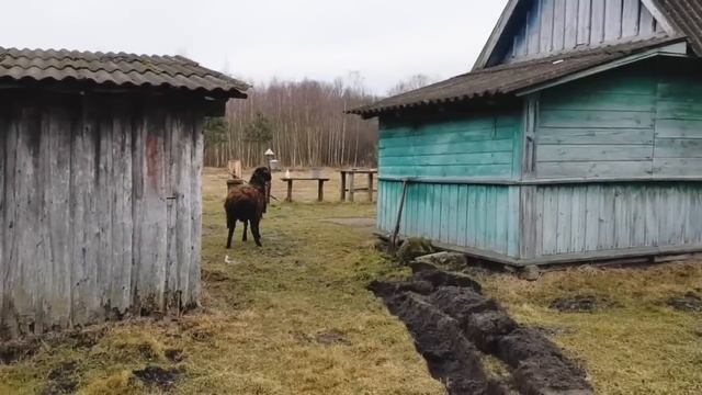 Первое обустройство черничного хутора. Реставрация колодца, приезд электрика.Первые  блюда в печи