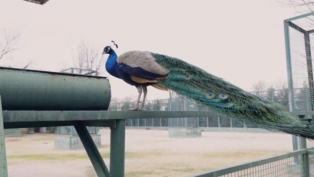 Что мы увидели в парке львов - "Тайган"? смотреть онлайн
