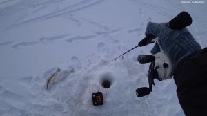 А ПОД ВЕЧЕР БЫЛ ВЫХОД СУДАКА В ТОЛПЕ! МАРТОВСКИЙ СУДАК СО ЛЬДА. ВЕСЕННЯЯ РЫБАЛКА 2024