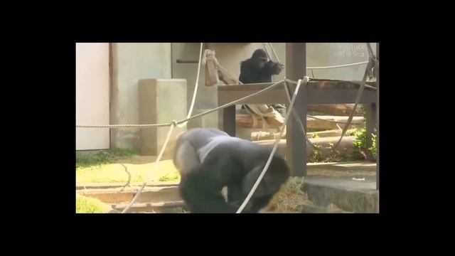 Новая квартира. Переезд. Две вечеринки смотреть онлайн