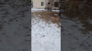 Хабаровск ДОС