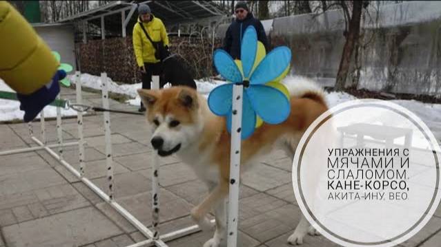 Догтренинг 738. Упражнения с мячами и слаломом. Кане-корсо, акита-ину, ВЕО.