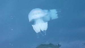 Медузы в нашем море