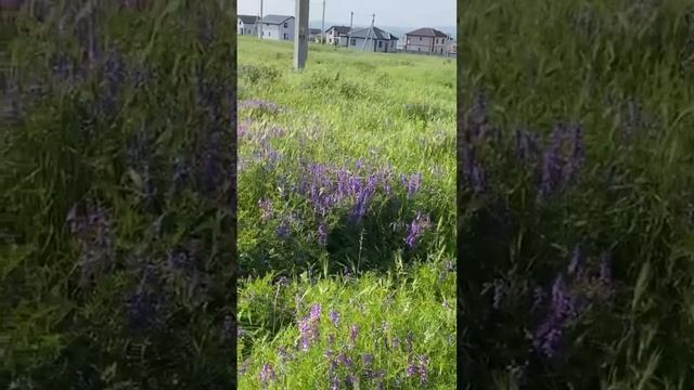 Немецкая деревня,ст-ца Раевская,Новороссийск.89887621621 смотреть онлайн