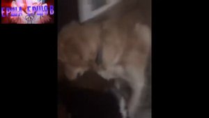 Смешные хаски | Приколы про хаски — Выпуск #4