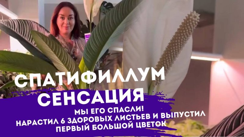 Спасли спатифиллум Сенсация. А после нарастил 6 здоровых листьев и выпустил первый большой цветок, л