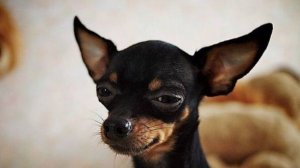 Мой  домашний пёс Той-терьер.)))