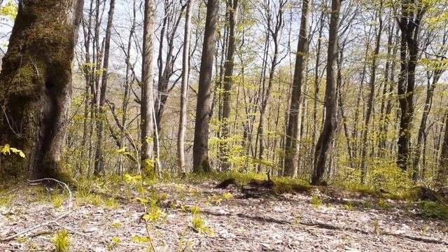 Осознанность в лесу.