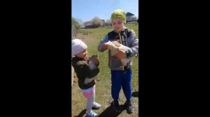 Как легко поймать курицу