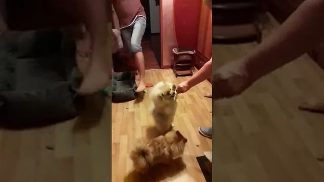 Щпицы померанцы танцуют
