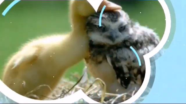 Совы тоже могут быть милыми смотреть онлайн