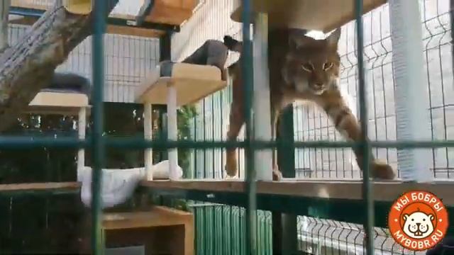 Котодром в вольере от Мы Бобры