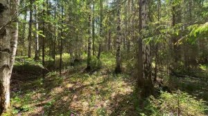 ВЫЖИВАНИЕ в ЛЕСУ БЕЗ ЕДЫ и ВОДЫ | ТОЛЬКО 5 ВЕЩЕЙ | ЕДА в ЛЕСУ | МЕДВЕДИ РЯДОМ - Лесные