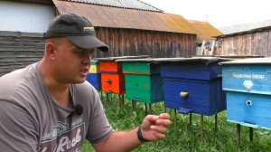 Нужно ли сокращать пчелиные семьи? Нюансы пасеки.