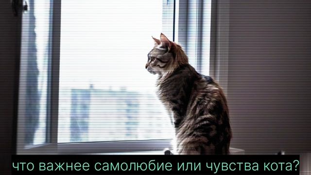 Жизнь кота в квартире коробке. Хорошо ли ему жить?