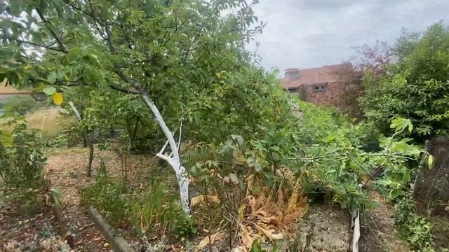 Дача у моря! смотреть онлайн