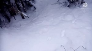 Охота на куницу. Море следов на путике. Разбираюсь как прыгает куница с дерева.