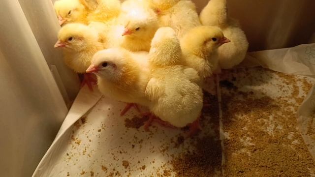 Приехали новые бройлеры🐣🐤🐔 Слишком много птиц в формате квартиры...🤔🤣