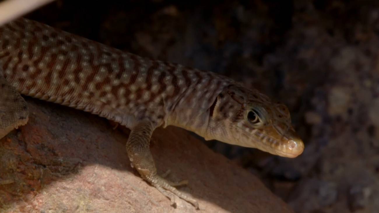 Агамовые ящерицы. Ушастая кругоголовка. Шипохвост. смотреть онлайн