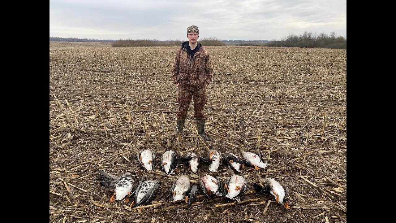 Охота на гуся 2023. Охота на гуся в Беларуси 8.04.23. Гусь 2023 смотреть онлайн