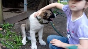 Дрессировка Алабая. 2,5 месяца.